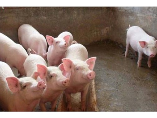 養(yǎng)殖污水的三種處理模式，學(xué)起來！