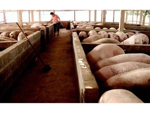 大型養(yǎng)殖場(chǎng)污水處理技術(shù)分享