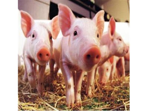 技術(shù)干貨！養(yǎng)殖污水處理的技術(shù)詳情